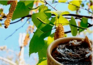 Birch Tar από τον μύκητα